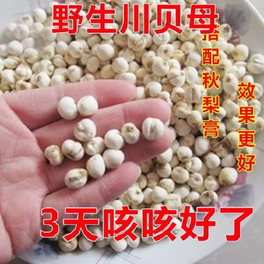 成都中药材川贝母尖贝母小贝母松贝种植四川正品川贝平贝母米