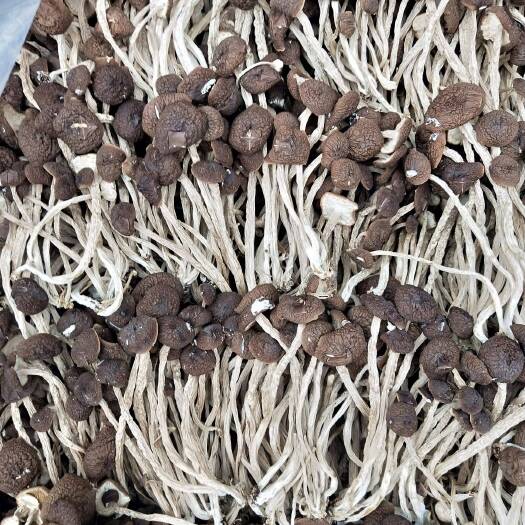 广昌县广昌5号茶树菇  2022新货  茶树菇扎把 剪脚  分拣