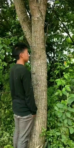 仁寿县元宝树 元宝枫