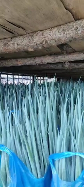 通货，精品，香葱货源充足