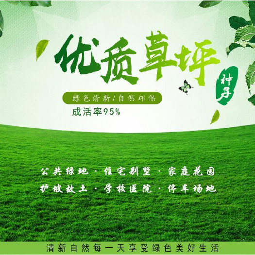 南京早熟禾种子四季常青草坪庭院球场草坪种子 护坡绿化草种 量大