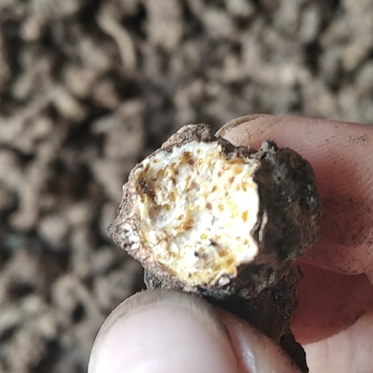 北苍术   苍术 大别山特产批发零售