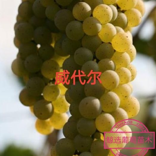 兴城市威代尔冰葡萄苗～  一年生贝达枕木