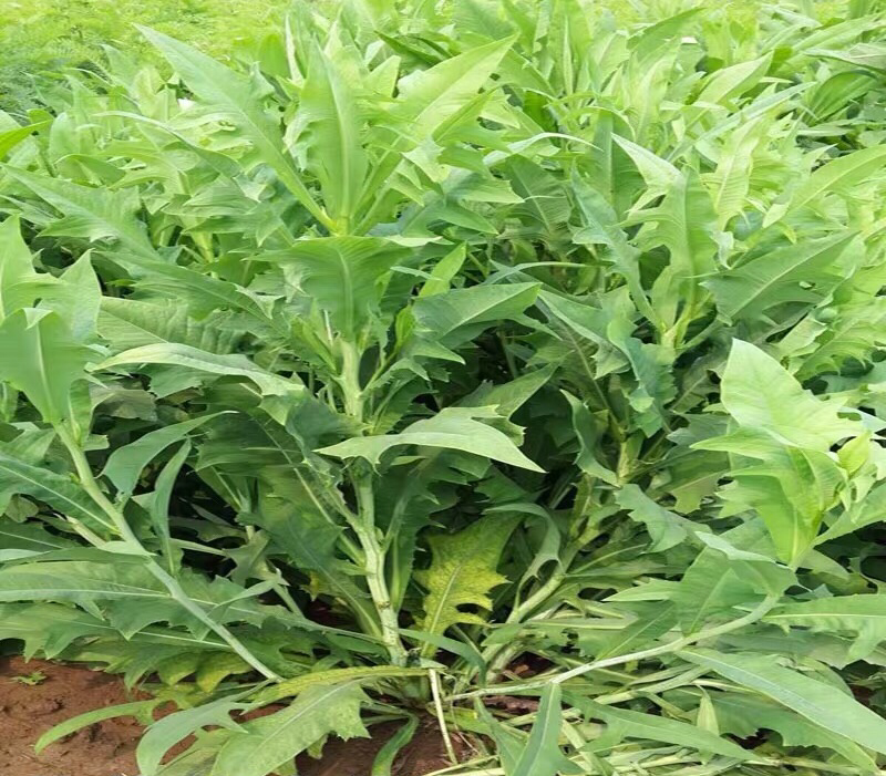 苦荬菜种子 苦麦菜四季草籽养殖专用牧草种子量大优惠