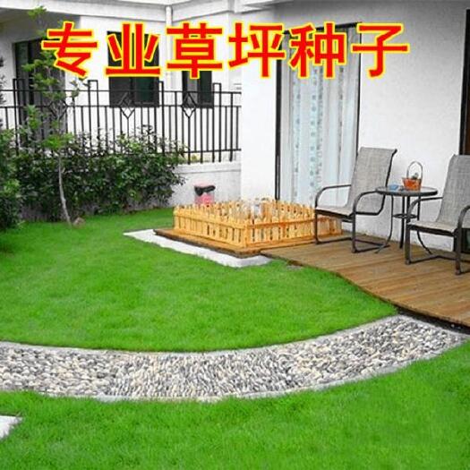南京混播四季青草种子 耐寒 耐旱 耐践踏 高尔夫球场草坪