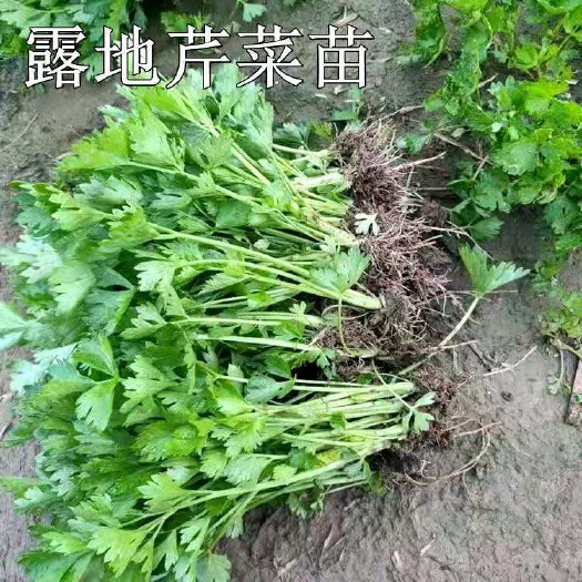 寿光市芹菜苗幼苗芹菜秧苗四季种植香芹阳台盆栽蔬菜苗法国皇后