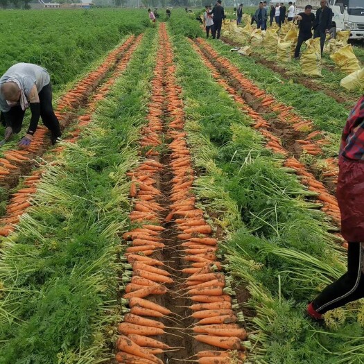 靖边县三红胡萝卜 陕北沙漠胡萝卜
