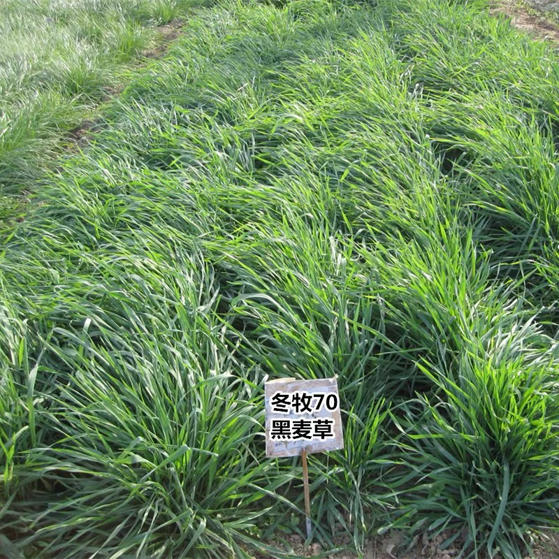 冬牧70黑麦草种子 牧草种子 养殖牧草 产草量高 牛羊兔鱼牧