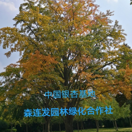 郯城县银杏树  大规格白果树桩银杏桩现挖现卖