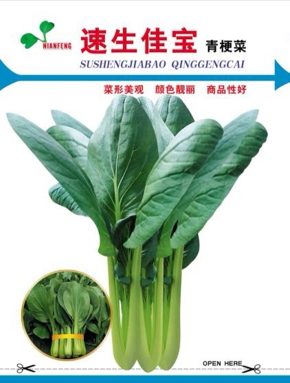 高密市青梗菜种子  速生佳宝青梗菜