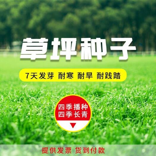 南京果岭草种子 矮生百慕大种子 狗牙根种子 高尔夫球场草坪 庭