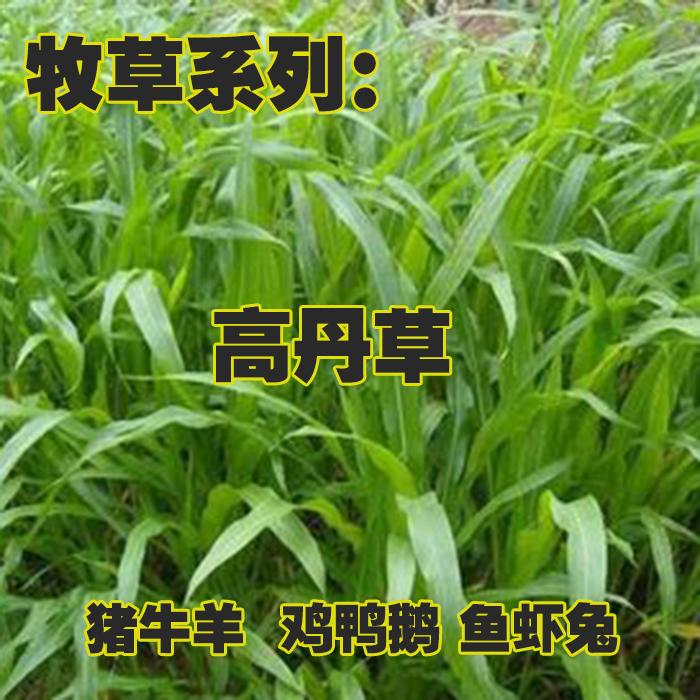 南京高丹草种子 苏丹草种子四季牧草种子牛羊饲料鱼草籽 量大优惠