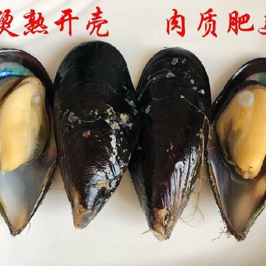 连云港 青口贝 大海虹 贝类海鲜