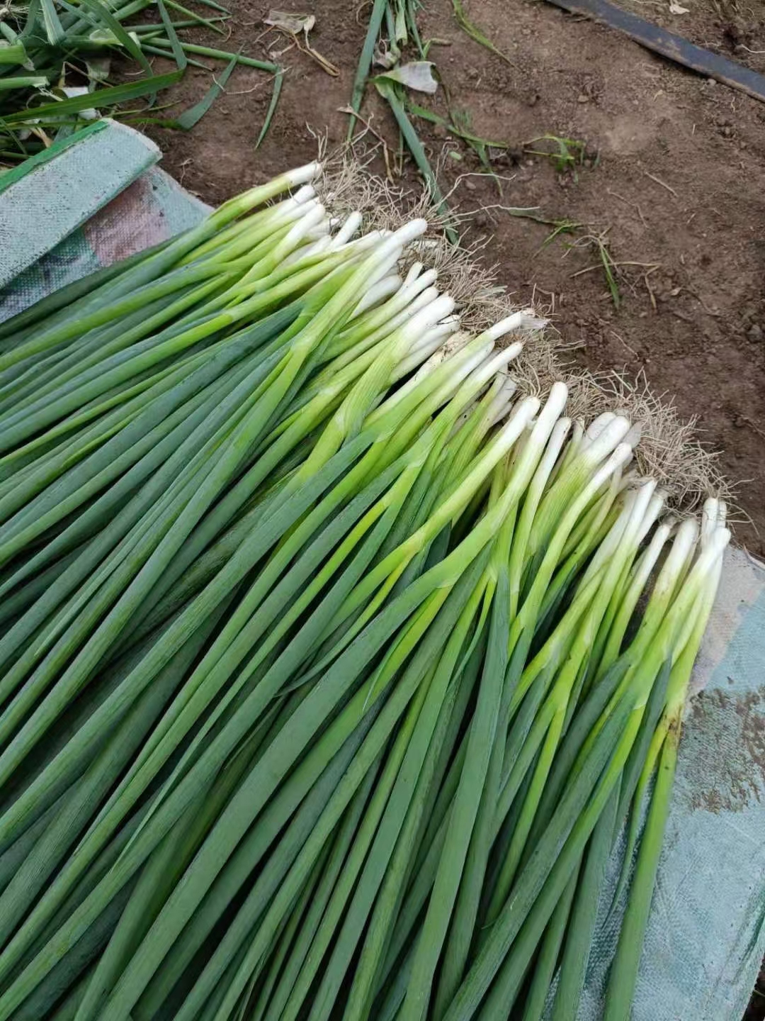 通货，精品，香葱货源充足