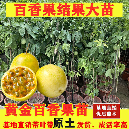 普宁市黄金百香果苗  黄金一号，百香果苗