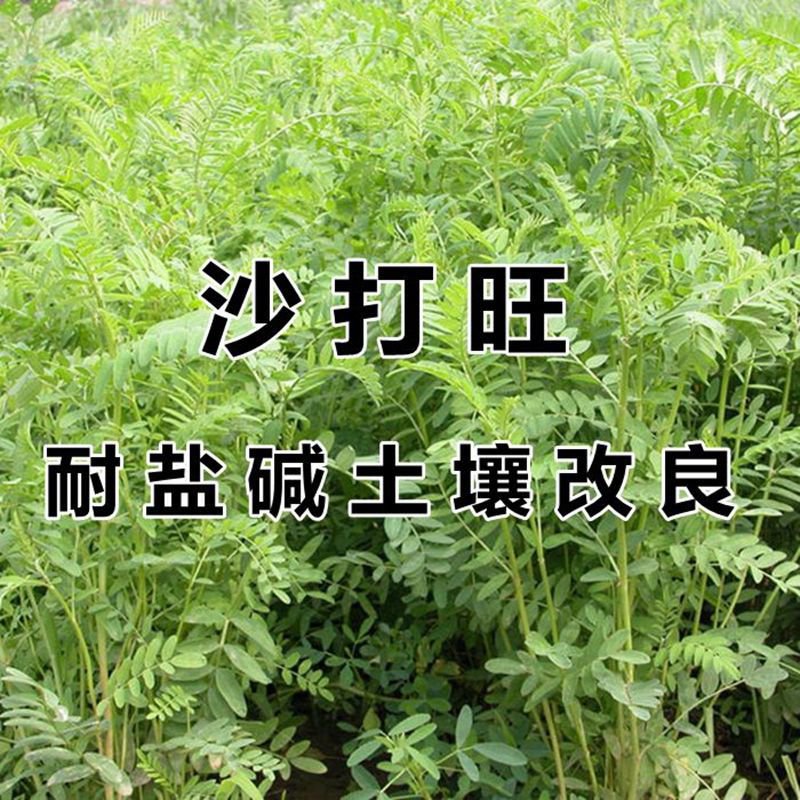 沙打旺种子 多年生牧草 牲畜饲料耐旱耐寒牧草防风固土量大优