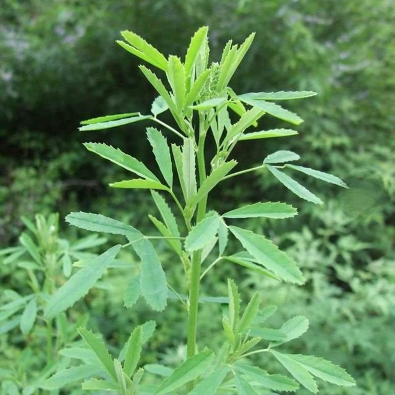 沙打旺种子 多年生牧草 牲畜饲料耐旱耐寒牧草防风固土量大优