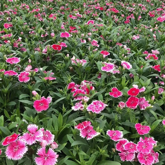 长沙地被石竹 石竹花时花草花穴盘苗基地批发
