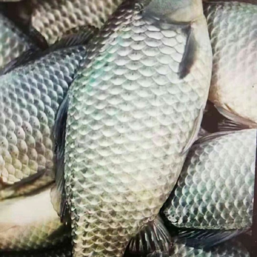 鲫鱼，鱼场直销：精品垂钓专用鲫鱼！