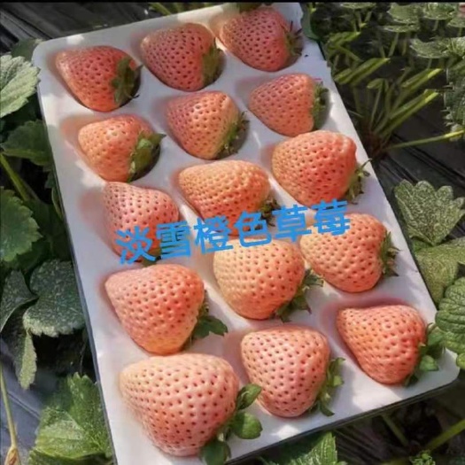 泰安淡雪草莓苗 白露草莓苗
  天使AE草莓种苗 白草莓穴盘种苗