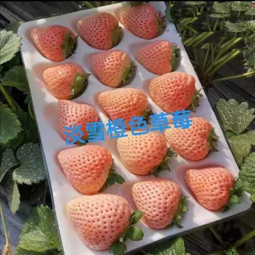 淡雪草莓苗
  天使AE草莓种苗 白草莓品种简介