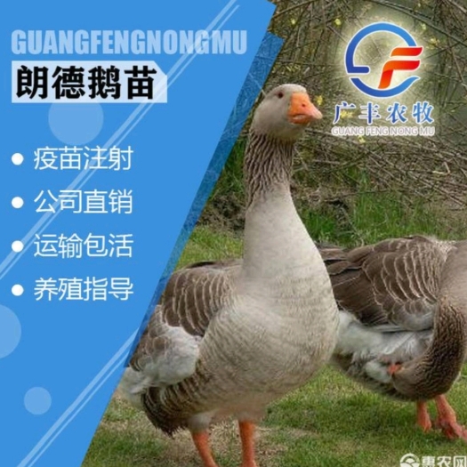 南宁朗德鹅苗 郎德鹅苗，孵房直供，出壳打好小鹅瘟，痛凤疫苗，代办
