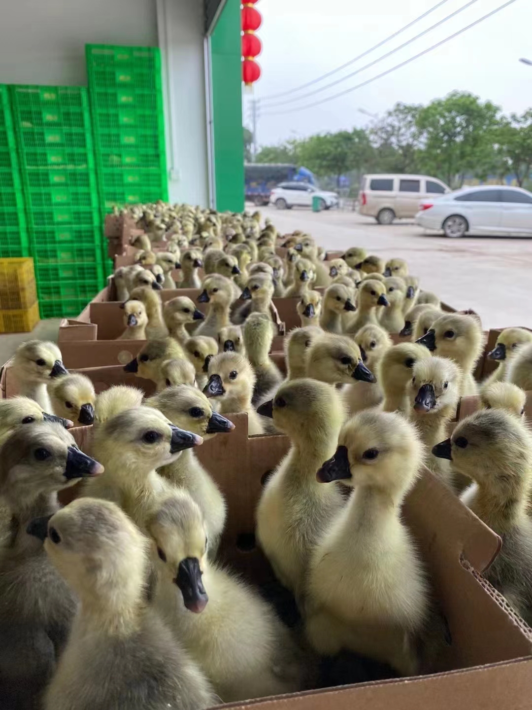 广东澄海狮头鹅苗厂图片