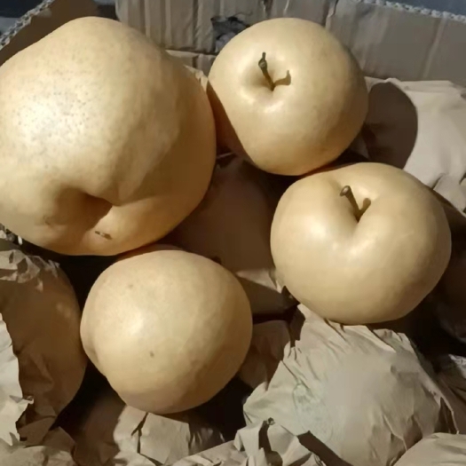 馆陶县 晚秋梨