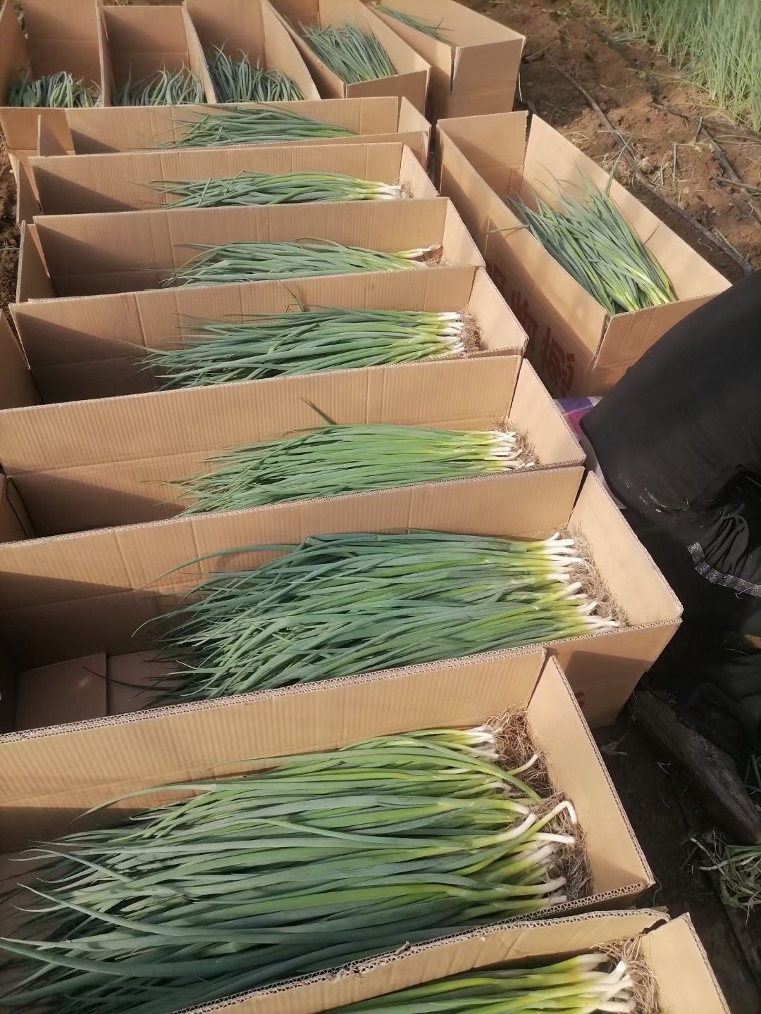 通货，精品，香葱货源充足