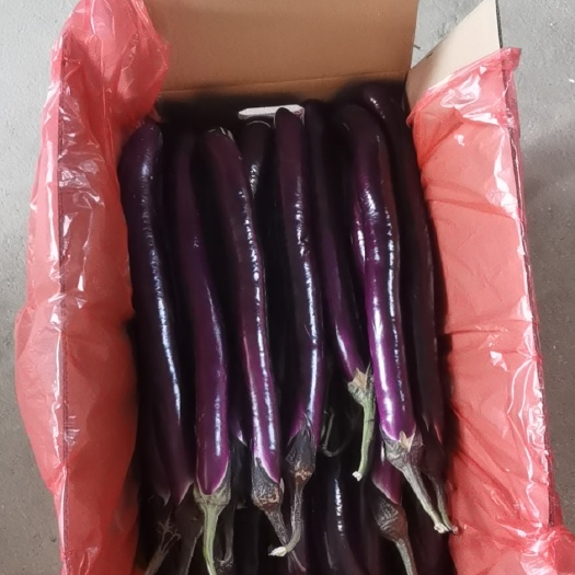 漳浦县 精品线茄上市  有现货量大