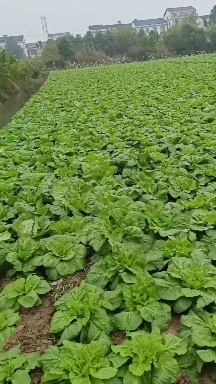 汉寿县黄心大白菜火热预售中，想包地的老板可以开始包地了。