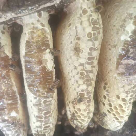 耿马县野蜂蜜 纯生态蜂蜜
