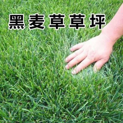 南京多年生黑麦草种子 草坪种子 牧草种子 耐寒耐旱高产 量大优惠