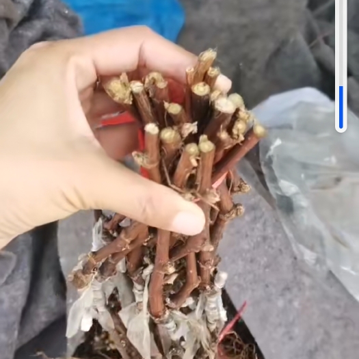 兴城市阳光玫瑰葡萄苗 阳光玫瑰