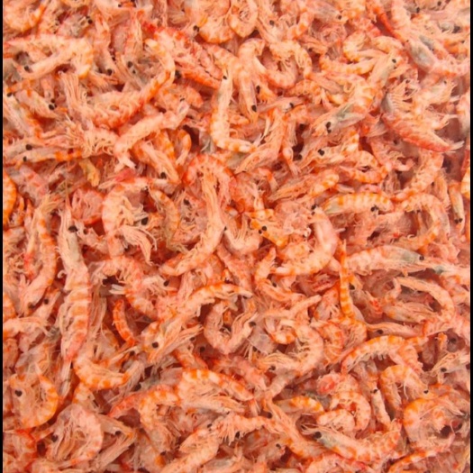 日照南极磷虾 深海磷虾 淡干 一手货源