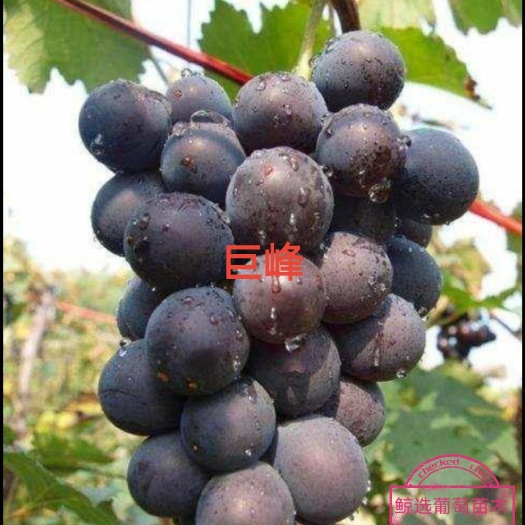 兴城市巨峰葡萄苗  一年生 贝达枕木