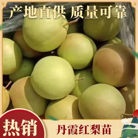 舞钢市丹霞红梨树  丹霞红梨苗