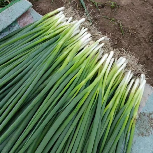 公主岭市怀德镇千万亩香葱基地大量走货，通货，精品，诚信可靠，物有所值