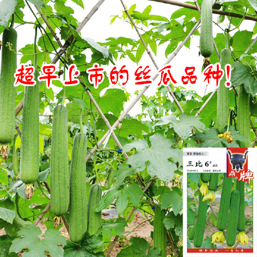 夏邑县鼎牌三比6号丝瓜种子，特早熟 长棒形 坐瓜率高 耐老化