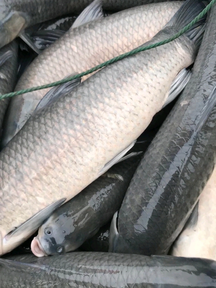 湘阴县乌青鱼  优质大规格青鱼黑鲩，1斤至90斤的都有