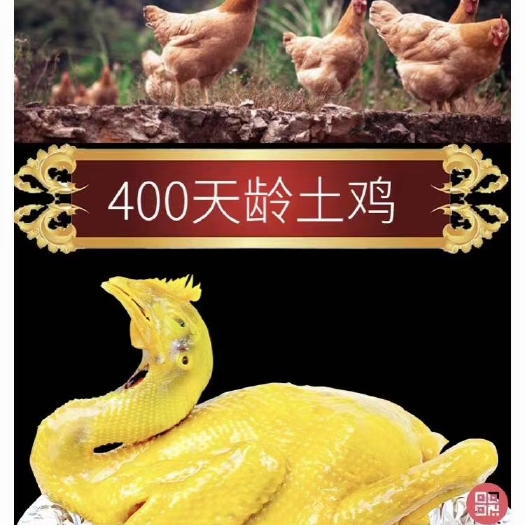 梅州盐焗鸡 口水鸡 白切鸡 手撕鸡1件代发招合作伙伴一起共赢赚钱