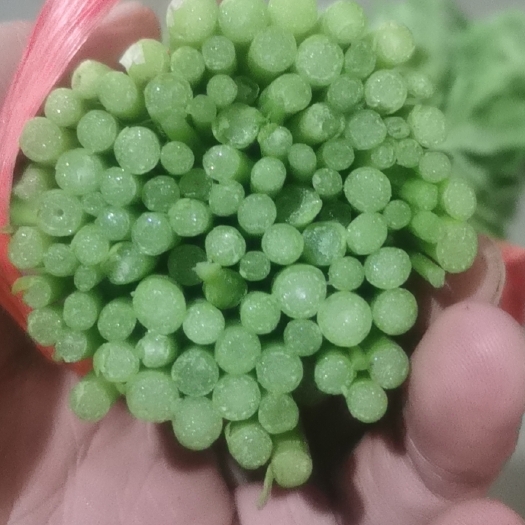 寿光市茼蒿  寿光丶32一35公分精品无空心。全国代发车。
