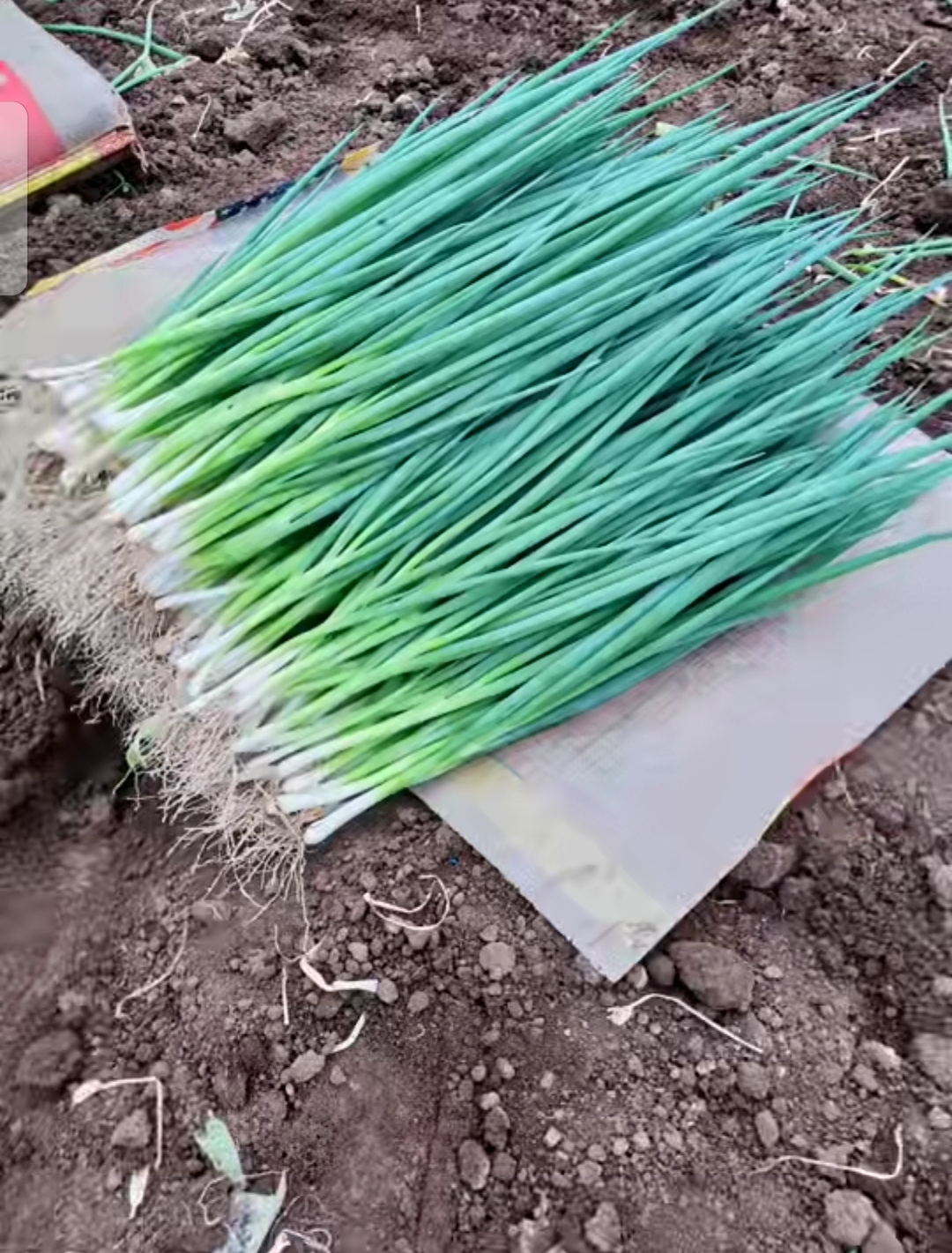 通货，精品，香葱货源充足