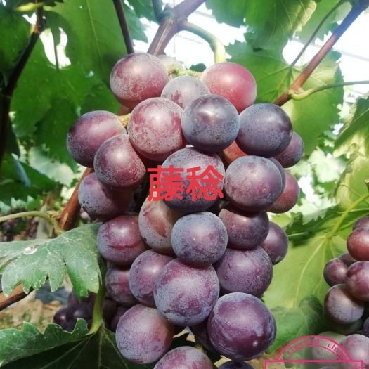 兴城市藤稔葡萄苗  一年生 贝达枕木