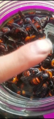 普宁市胡蜂 金环虎头蜂，一桶一斤，大概370-400只