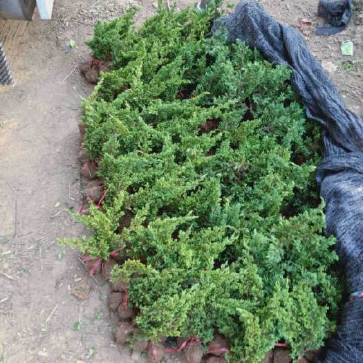长沙 铺地柏/爬地柏--河南铺地柏