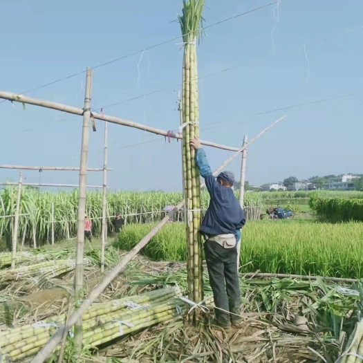 博白县黑皮甘蔗 产地直销 一手货源 质量好 量大从优 诚信报价