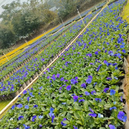 长沙 角堇三色堇时花草花花境穴盘杯苗基地直批