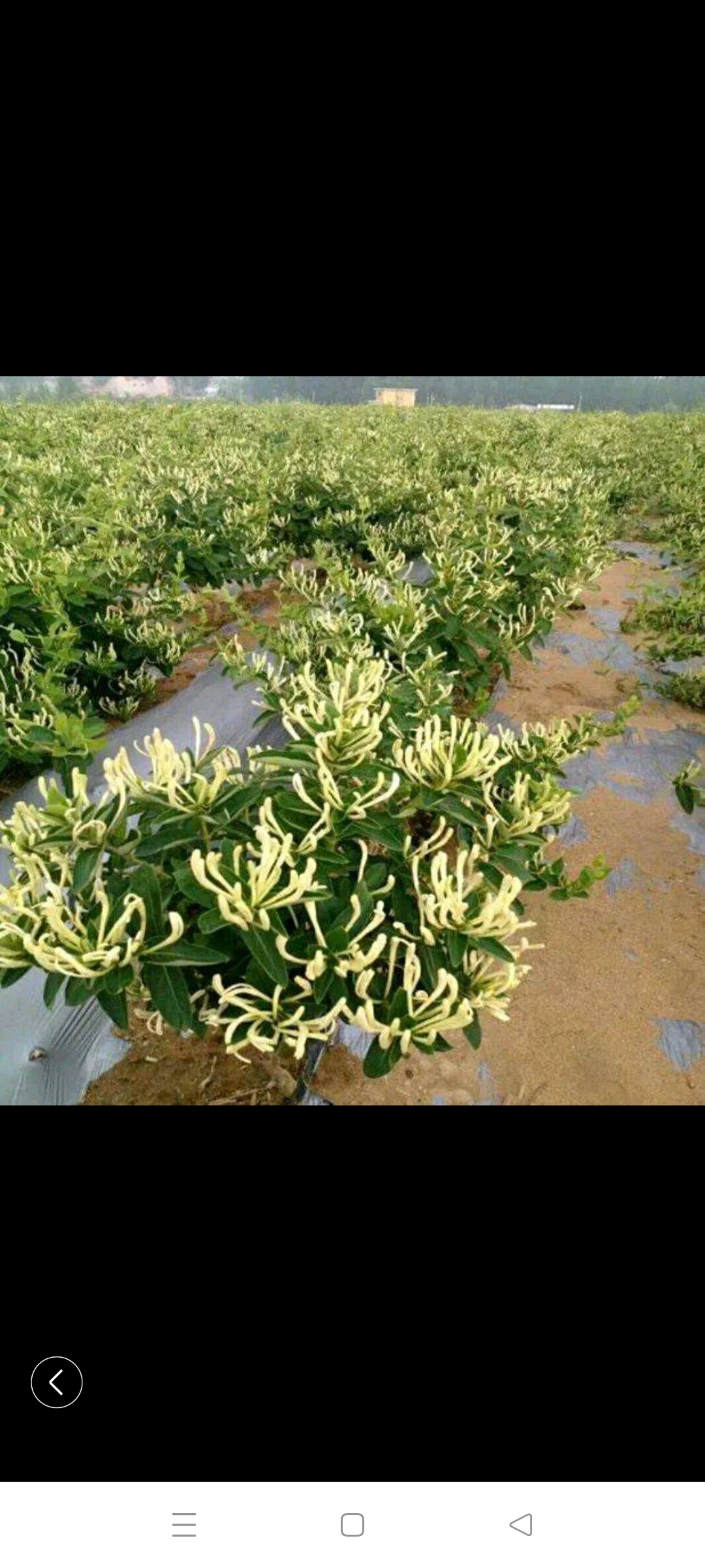 百花一号金银花苗  （干银花包回收）山东优质金银花苗