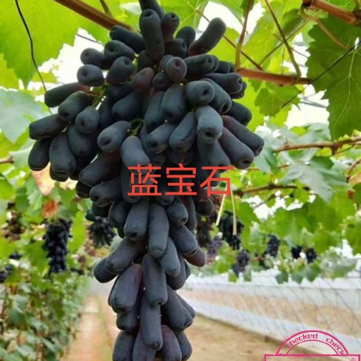 兴城市蓝宝石葡萄苗  一年生 贝达枕木